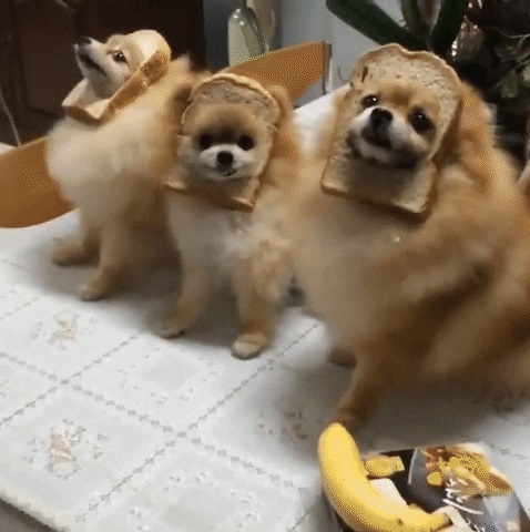 Perros Comelones Amantes del Pan: Video Divertido Sin Copyright para Momentos Adorables